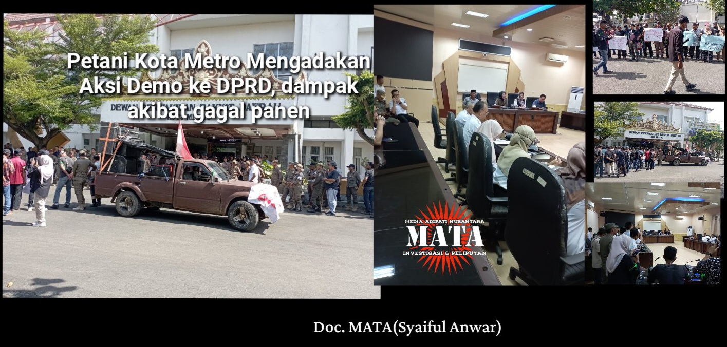 Petani Kota Metro Mengadakan Aksi Demo ke DPRD, dampak  akibat gagal panen